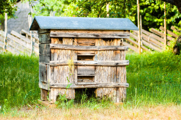 istock Beehives with bees in a honey farm 1158826002