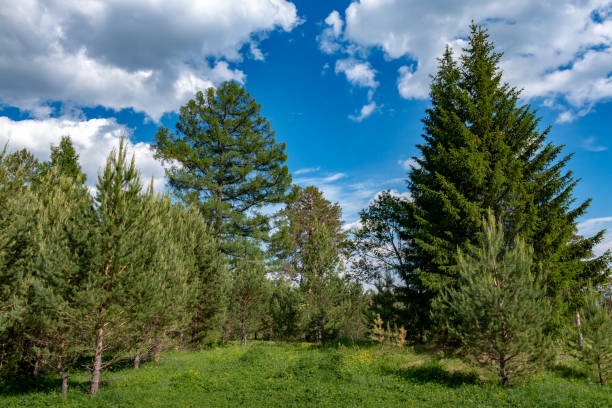 istock pristine, untouched forest in the highlands 1158827806