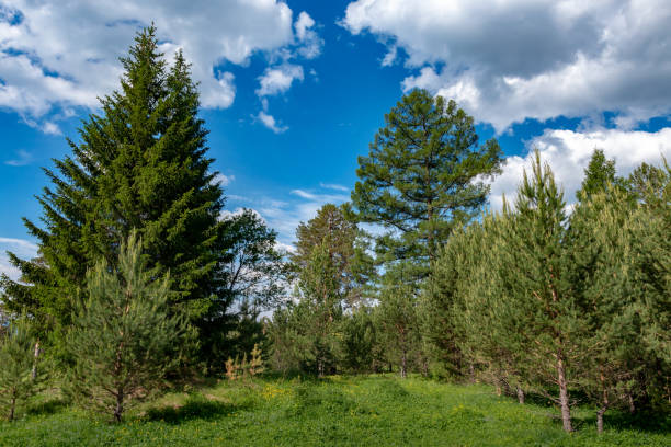 istock pristine, untouched forest in the highlands 1158827891