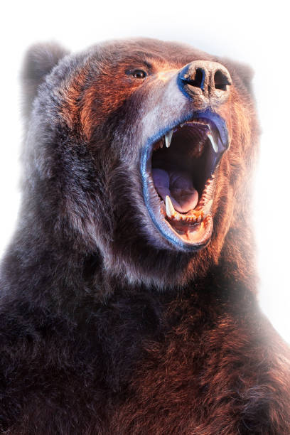 Roaring bear on white background close up stock photo