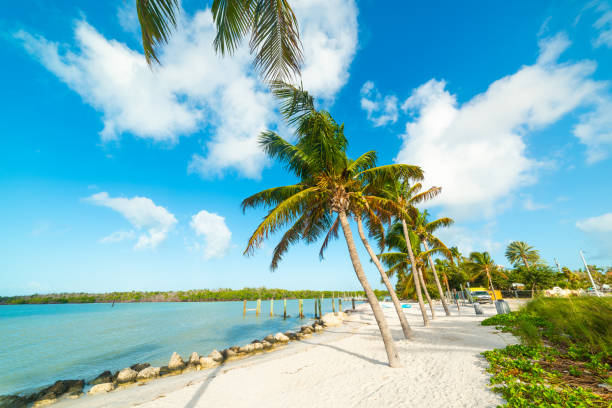 istock Palm trees and white sand in Florida Keys 1158828333