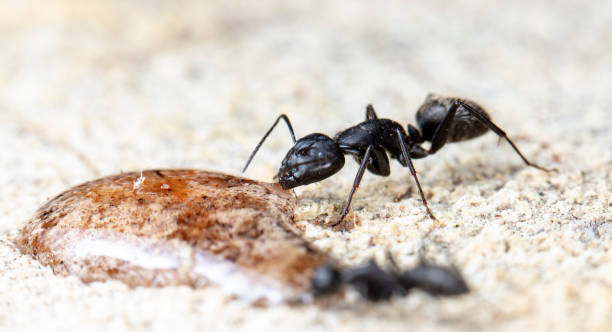 istock big forest ants in a native habitat 1158829493