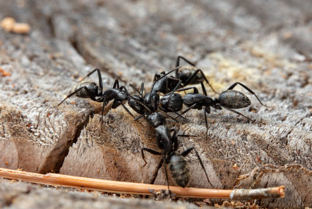 istock big forest ants in a native habitat 1158829501