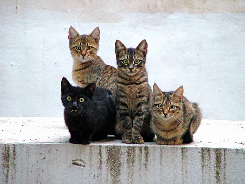 Four kittens waiting for some food.