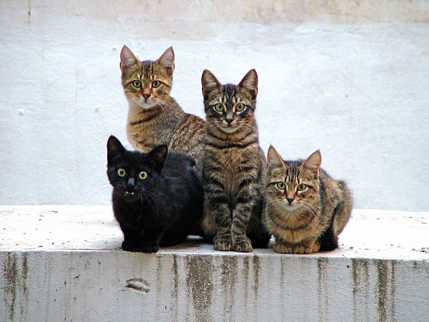 Four kittens posing stock photo