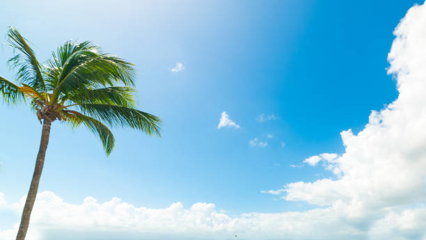 istock Palm tree under a shining sun in Guadeloupe 1158830608