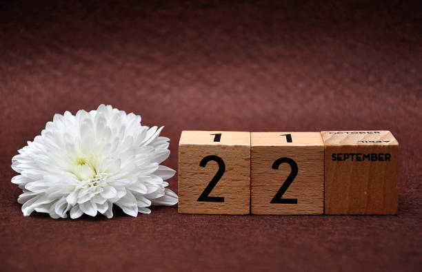 istock 22 September on wooden blocks with a white aster on a brown background 1158832166