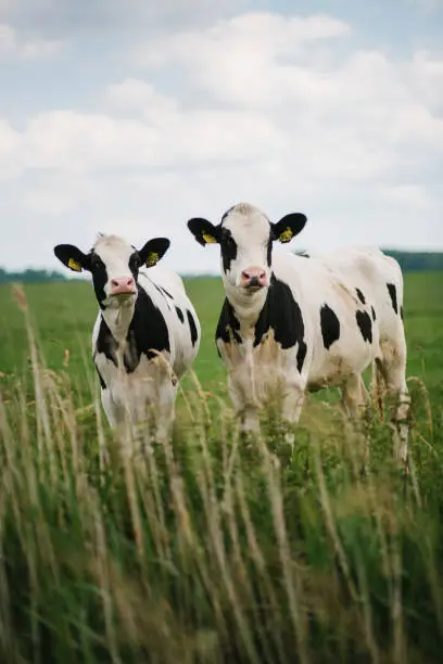 Photo of A portrait of two Dutch cows