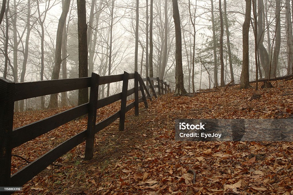 Dreary autunno giorno - Foto stock royalty-free di Albero