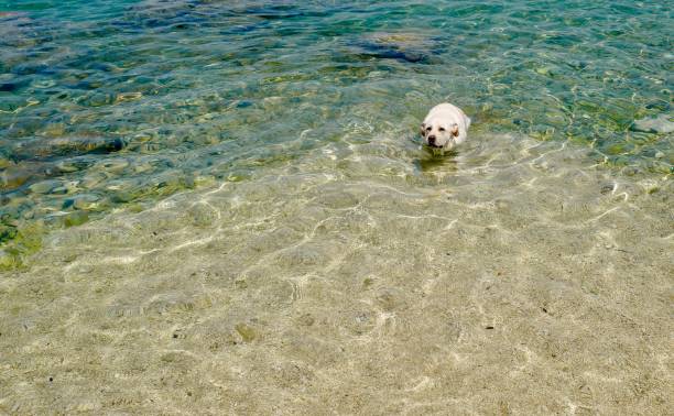 istock Labrador Retriever at the beach in Croatia 1158833547