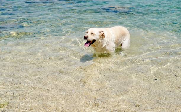 istock Labrador Retriever at the beach in Croatia 1158833623