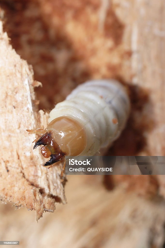 Apatura Cervo volante larva - Foto stock royalty-free di Cervo volante