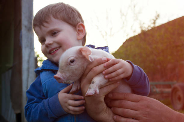Two years old boy cuddling little piglet.