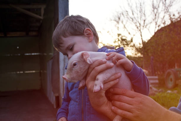 istock Cute, Little Grunting Friend 1158833931