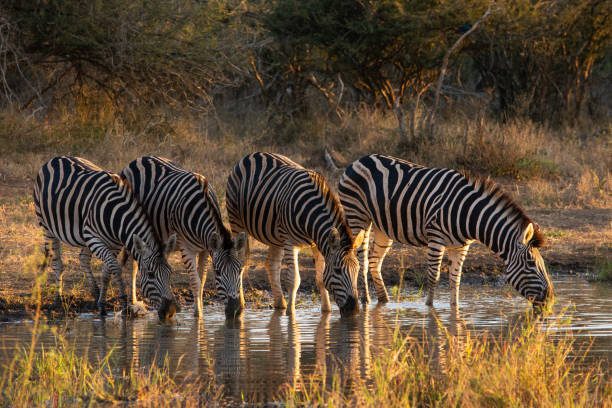 istock Four zebra lined up to drink with light coming from the side 1158834715