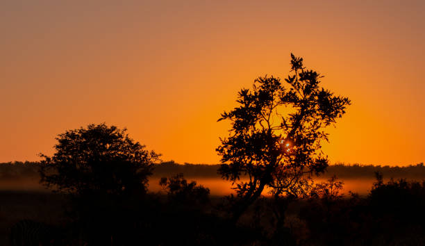 istock Orange sunrise with mist and trees in front 1158834804