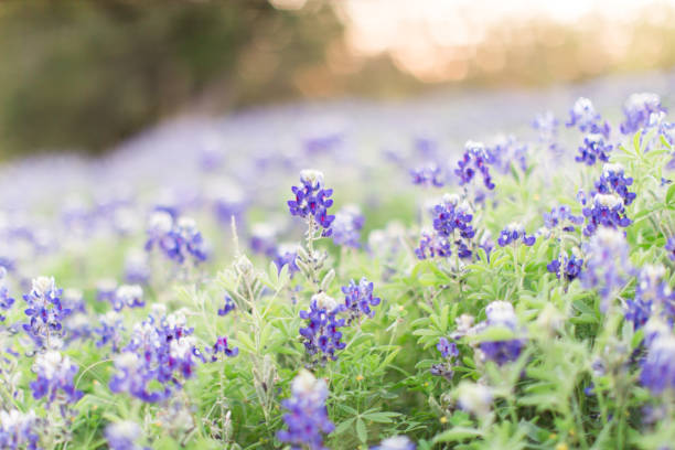 istock Bluebonnet Flowers in Waco, Texas 1158834940