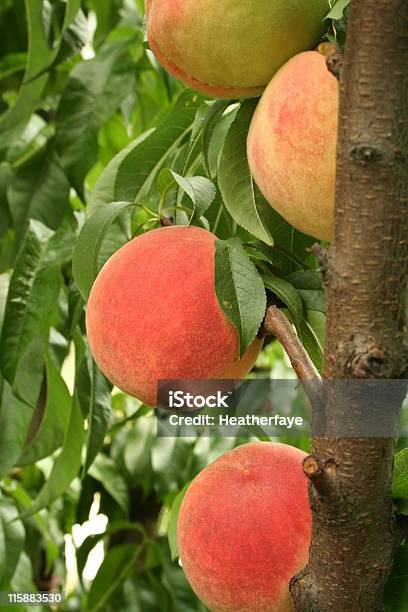 Plano Aproximado 4 Pêssegos Em Uma Árvore Pronto Para Recolha - Fotografias de stock e mais imagens de Alimentação Saudável