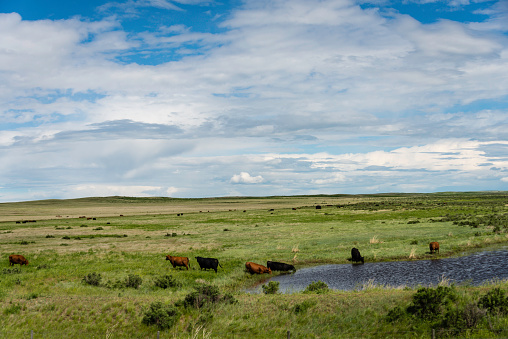 Cattle grazing on an idyllic ranch in Wyoming, USA.