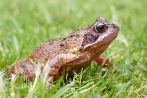 The common frog is also known as grass frog and is the most common frog in Denmark and the rest of Europe. In Latin it is named Rana tempoaria tempoaria