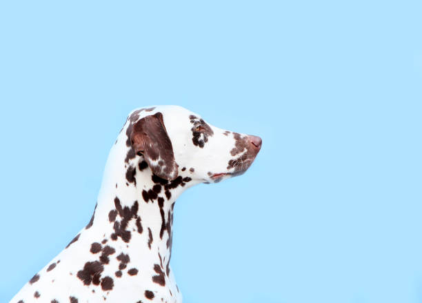 Dalmatian dog playing on the grass in the park