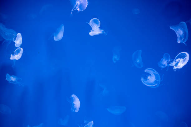 istock Jellyfish that lie under the deep sea. 1158836855