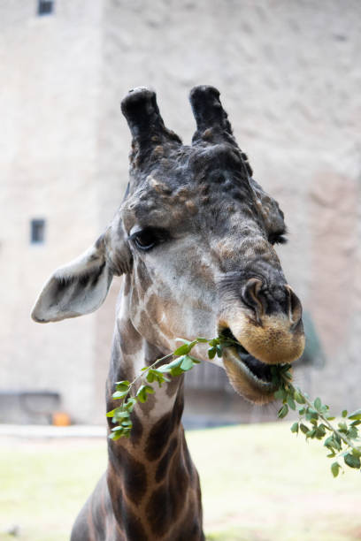 istock Giraffes that are eating trees at daytime. 1158836858
