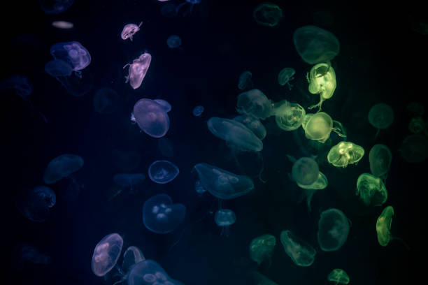 istock Jellyfish that lie under the deep sea. 1158836930