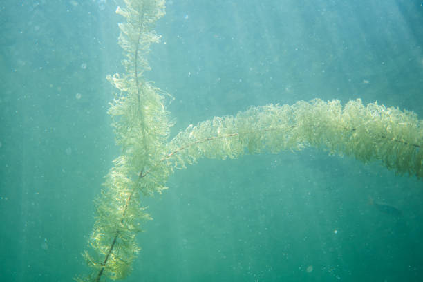 istock Underwater flora. Underwater Plants rivers, lakes, pond 1158837073