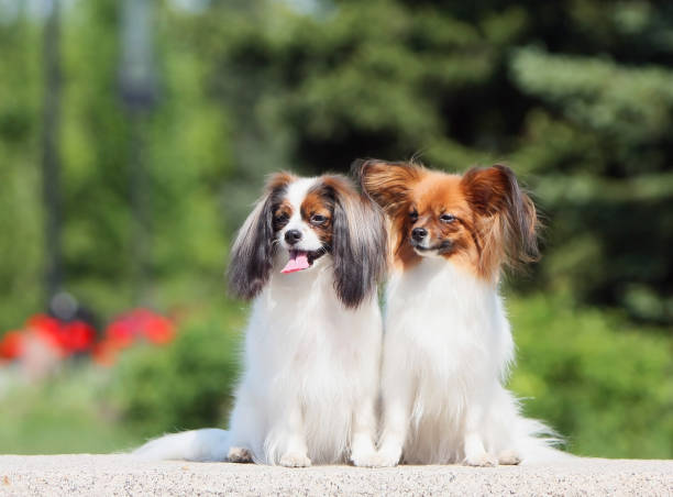 istock Two Papillion sitting on a green background 1158837135