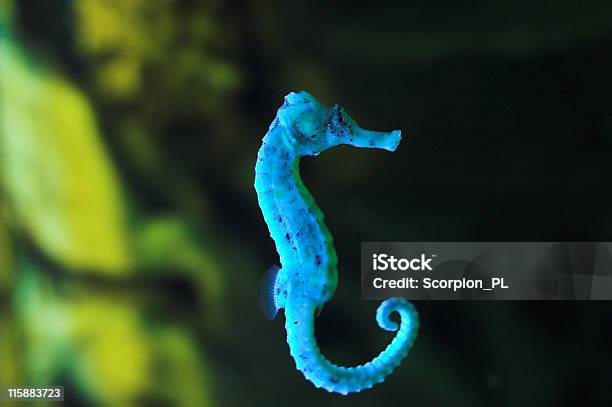 Sea Horse Stock Photo - Download Image Now - Seahorse, Blue, Animal Wildlife