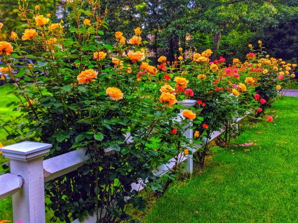 istock Rose bushes in bloom along a fence 1158837899