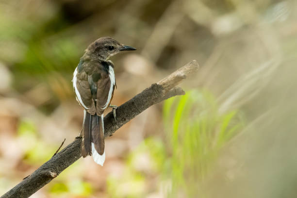 istock Oriental Magpie Robin (juvenile) perching on a perch looking into a distance 1158838113