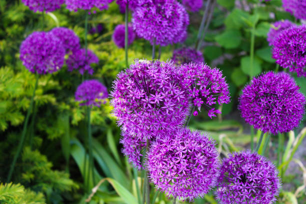 istock Beautiful flowers in Helsinki, Finland 1158838319