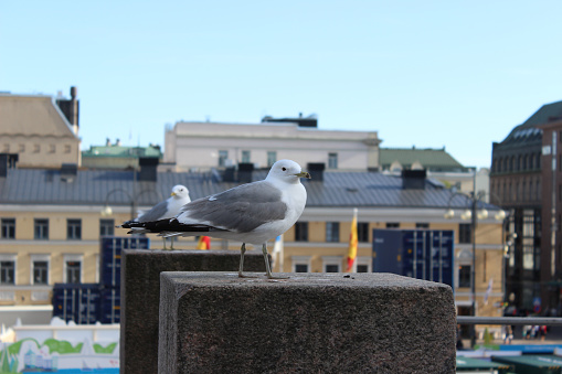 The seagulls is sitting on the fence. Helsinki, Finland