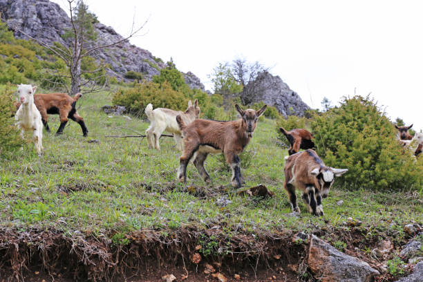 istock Close-up of a Goats eating a grass 1158839212