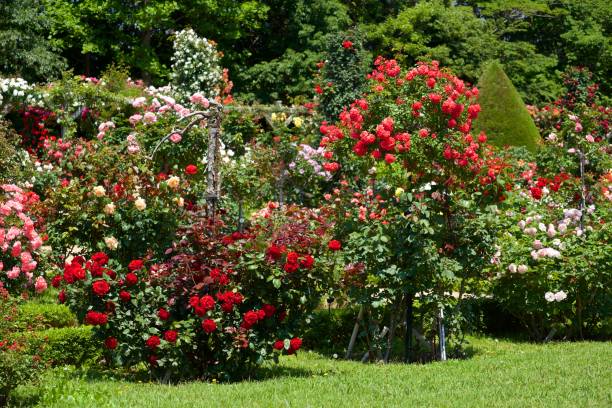 istock Beautiful rose bloomed in garden. 1158839232