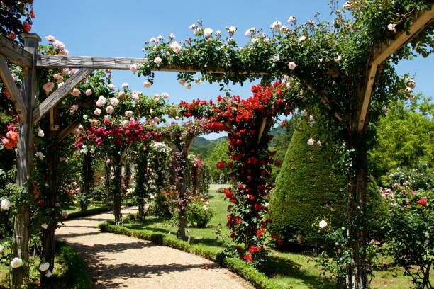 istock Beautiful rose bloomed in garden. 1158839287
