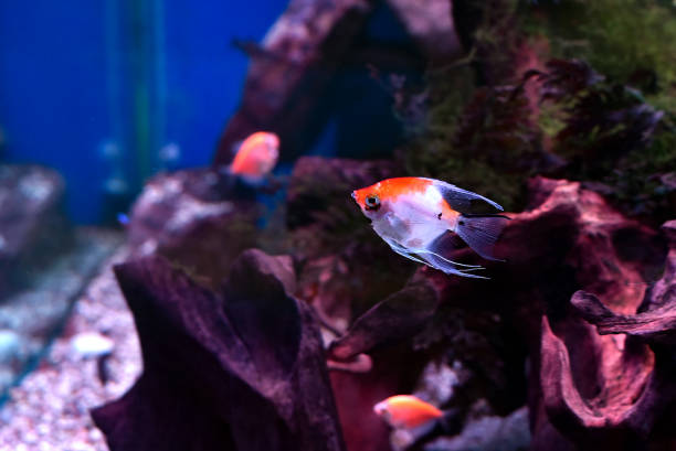 istock Scalyaria (lat.- Pterophyllum) in a freshwater aquarium 1158840961
