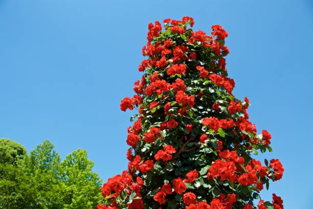 istock Beautiful red color rose bloomed in garden. 1158840967