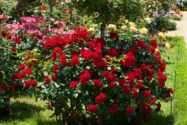 istock Beautiful red color rose bloomed in garden. 1158841017