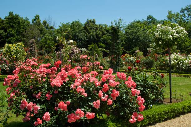 istock Beautiful pink color rose bloomed in garden. 1158841064