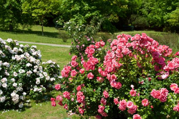 istock Beautiful pink color rose bloomed in garden. 1158841075