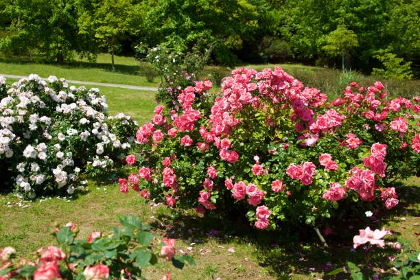 istock Beautiful pink color rose bloomed in garden. 1158841085