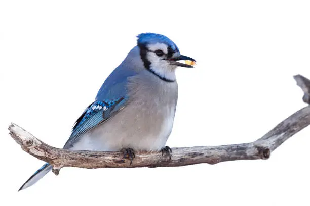 Bluejay perched on branch with a niblet of corn in its beak. White background.