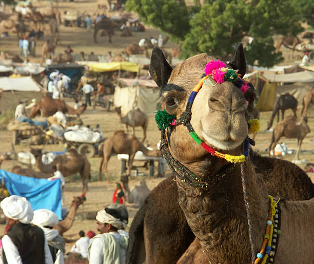 istock Decorated camel looking at camera ,Pushkar Camel Fair,Rajasthan,India 115884111