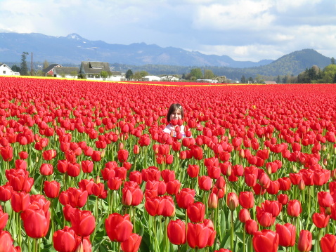 Young girl peeking out from the rows of beautiful red tulips in the Skagit Valley Tulip Festival, Washington state, USA
