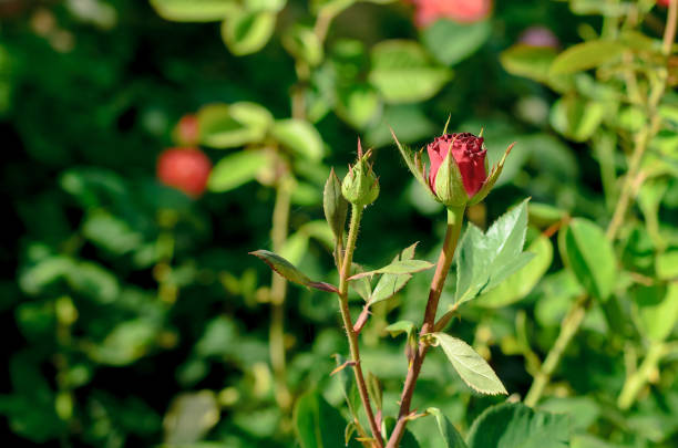 istock beautiful red rosebuds in the summer garden 1158842314