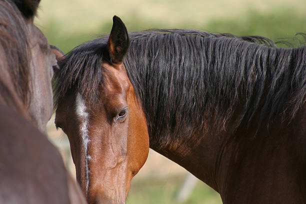 istock Welsh Cob pony - candid portrait 115884284