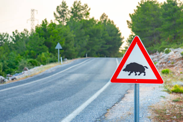 Boar crossing sign with copy space on a beautiful mountain road background. stock photo